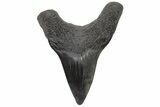 Rare, Fossil Shark (Parotodus) Tooth - South Carolina #208517-1